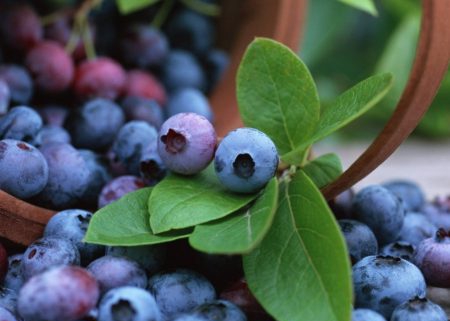 blueberry supplier