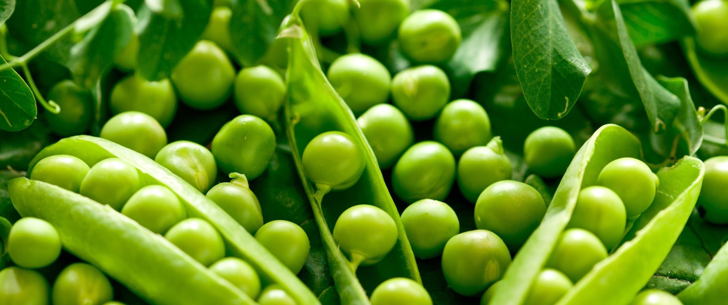 peas ingredients supplier usa